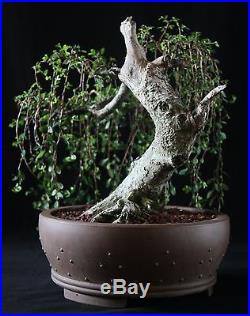 Old Bonsai-HUGE TRUNK! Chinese Elm, (Weeping Style)