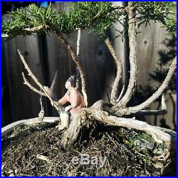 Old Bonsai Tree Alecrim Flowering Rosemary Styled Nebari JaysBonsaiTrees