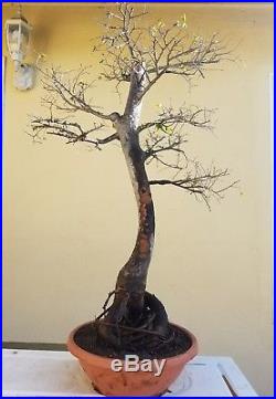 Old Chinese Elm Bonsai Tree, SALE