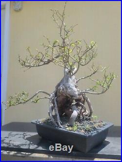 Old Chinese Elm Bonsai Tree, SALE