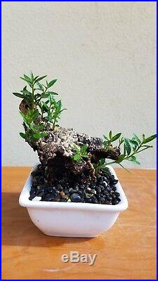 Old European Olive Tree, Bonsai Tree, SALE