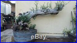 Old European Olive Tree, Bonsai Tree, Sale