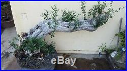Old European Olive Tree, Bonsai Tree, Sale
