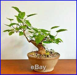 Old Fruiting Bonsai Mulberry Tree Specimen Thick Trunk In A Unglazed Pot