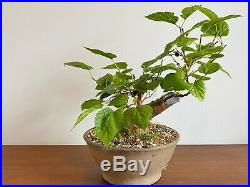Old Fruiting Bonsai Mulberry Tree Specimen Thick Trunk In A Unglazed Pot