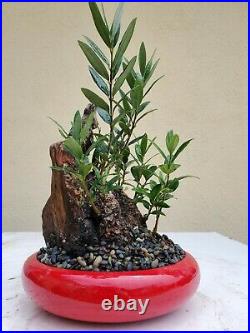 Old Fruiting Olive Tree, Bonsai Tree, SALE
