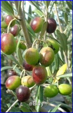 Old Fruiting Olive Tree, Bonsai Tree, SALE
