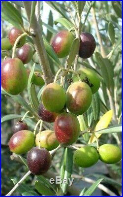 Old Fruiting Olive Tree, Bonsai Tree, Sale