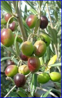Old Fruiting Olive Tree, Bonsai Tree, short Sale
