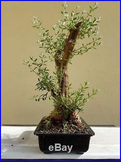 Old Fruitless Olive Tree, Bonsai Tree, Sale