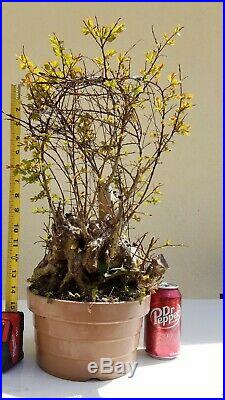 Old Giant Crape Myrtle Pink Bonsai Tree, Sale