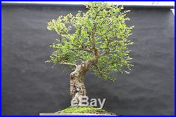 Old Imported Chinese Elm Bonsai Small Leaf Variety