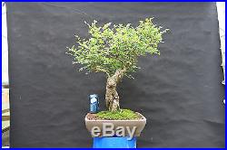 Old Imported Chinese Elm Bonsai Small Leaf Variety