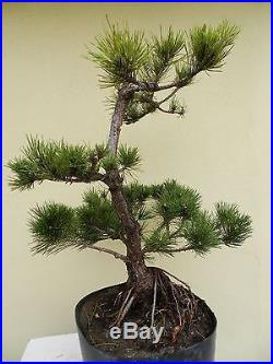 Old Japanese Black Pine Bonsai Tree, SALE