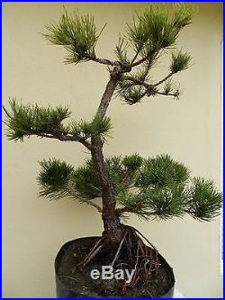 Old Japanese Black Pine Bonsai Tree, SALE