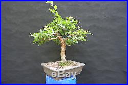 Old Japanese Stewartia Bonsai pseudocamellia