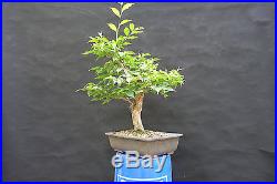 Old Japanese Stewartia Bonsai pseudocamellia