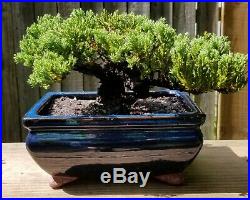 Old Juniper Procumbens Bonsai tree in a Blue Glazed 8 inch pot
