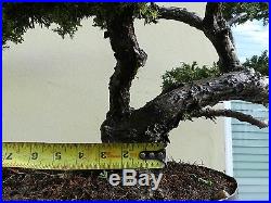 Old Juniper San Jose Bonsai Tree, SALE