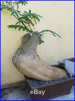 Old Mimosa Bonsai Tree, Sale