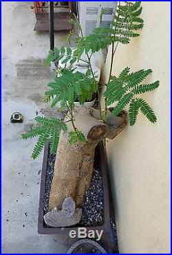 Old Mimosa Bonsai Tree, Sale