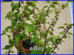 Old Mulberry Tree, Bonsai Tree, Sale