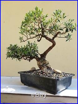 Old Olive Tree, Bonsai Tree, Sale