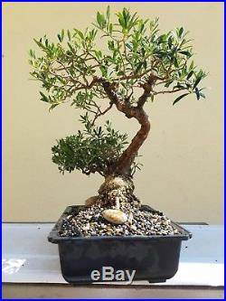 Old Olive Tree, Bonsai Tree, Sale