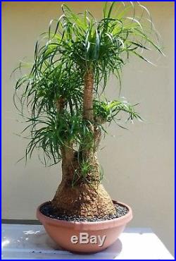 Old Ponytail Palm Bonsai Tree, Sale