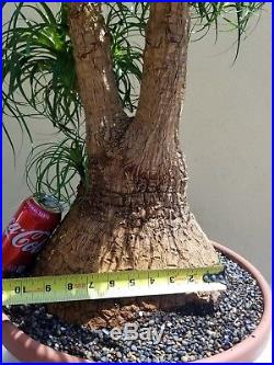 Old Ponytail Palm Bonsai Tree, Sale