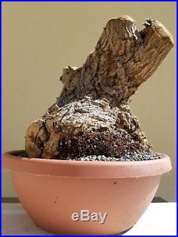 Old Red Coral Tree, Bonsai Tree, Sale