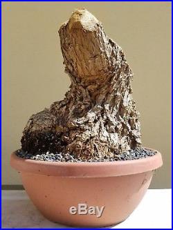 Old Red Coral Tree, Bonsai Tree, Sale