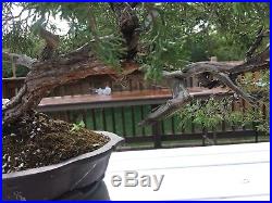 Old Rocky Mountain Juniper Collected Yamadori Bonsai Tree