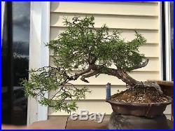 Old Rocky Mountain Juniper Collected Yamadori Bonsai Tree