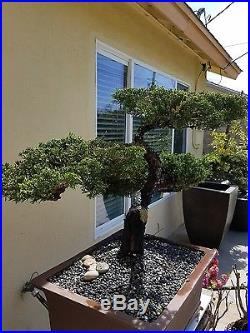 Old San Jose Juniper Bonsai Tree, Sale