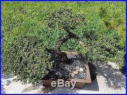 Old San Jose Juniper Bonsai Tree, Sale