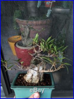 Old Shohin Willow Leaf Ficus TLC SALE PRICE! GREAT POTENTIAL