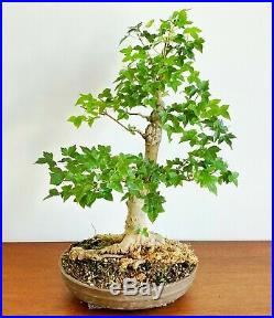 Old Specimen Acer Trident Maple Bonsai With Impressive Nebari
