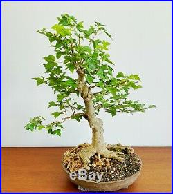 Old Specimen Acer Trident Maple Bonsai With Impressive Nebari