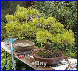Old Specimen Japanese Black Pine Bonsai