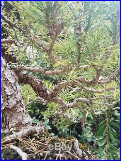 Old Specimen Japanese Black Pine Bonsai