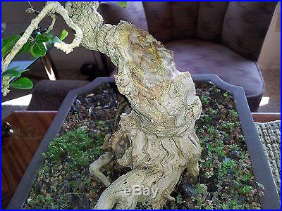 Old escambron bonsai, field collected from Costa Rica