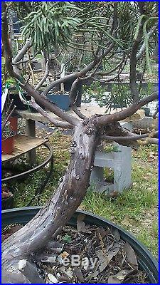 Old juniper pre-bonsai tree