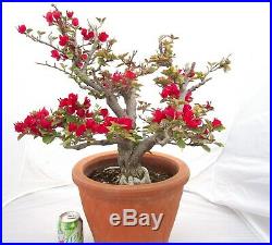 Old specimen Bougainvillea for unique shohin mame bonsai tree thick trunk