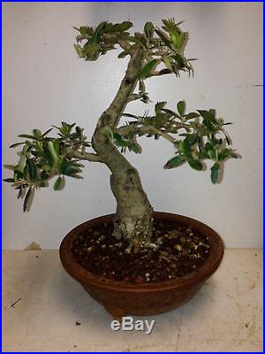 Olive Bonsai 14 years old supper movement wonderful pot charming tree