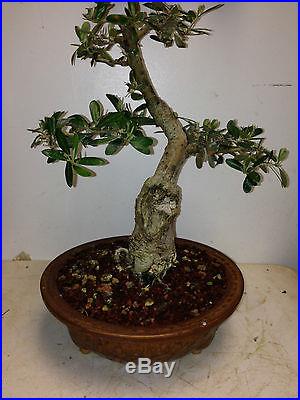Olive Bonsai 14 years old supper movement wonderful pot charming tree