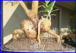 Olive Pre Bonsai Shohin Dwarf Big Fat Large Trunk Exposed Roots