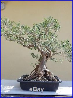 Olive Tree, Bonsai Tree (Dwarf Fruitless Olive Tree), Sale