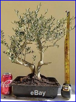 Olive Tree, Bonsai Tree (Dwarf Fruitless Olive Tree), Sale