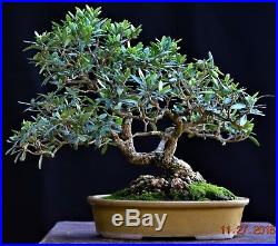 Olive bonsai, Olea europaea, small-leaf Small/Medium size Slanting Style